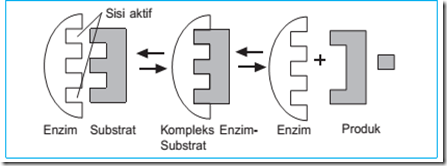Biologi Kelas XII : Enzim - Sainsz