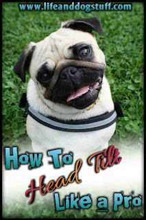 How To Head Tilt Like a Pro How To Head Tilt Like a Pro