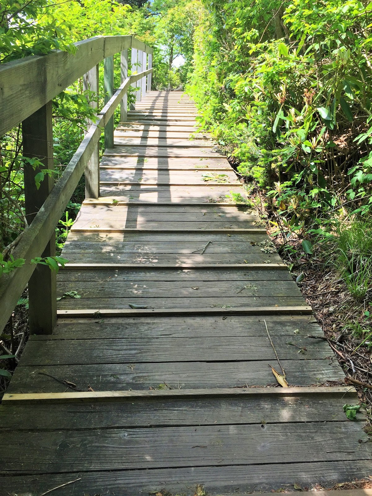 Down the Road Chutes & Ladders Hike on Grandfather Mountain NC