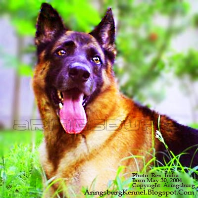 German Shepherd