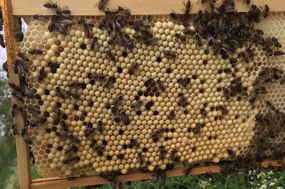Drone Comb Foundationless drone comb frames