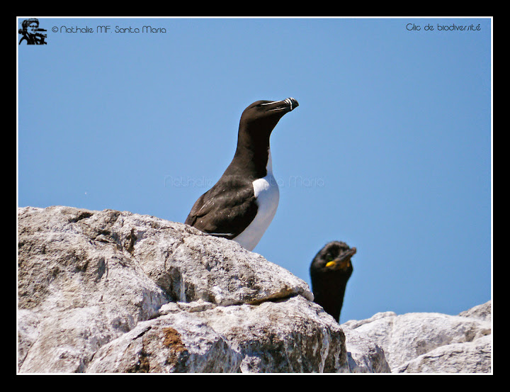 Pingouin torda - Alca torda - Razorbill
