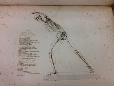 Image of skeleton from the book