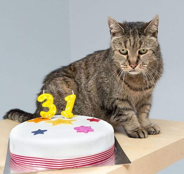 Самый старый кот отметил свой 31 день рождения