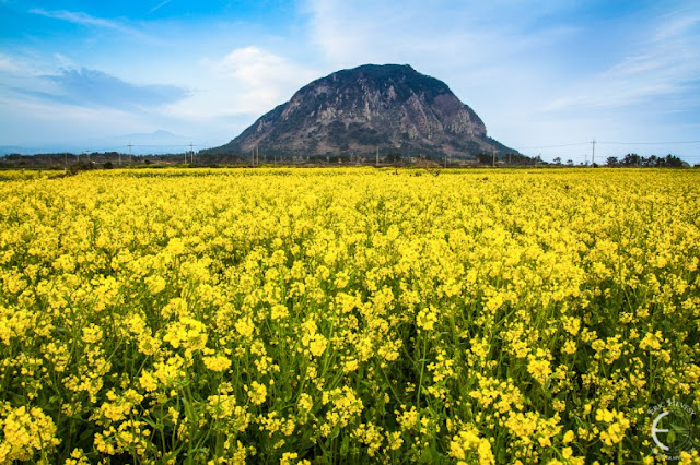 Spring in Jeju Island, South Korea