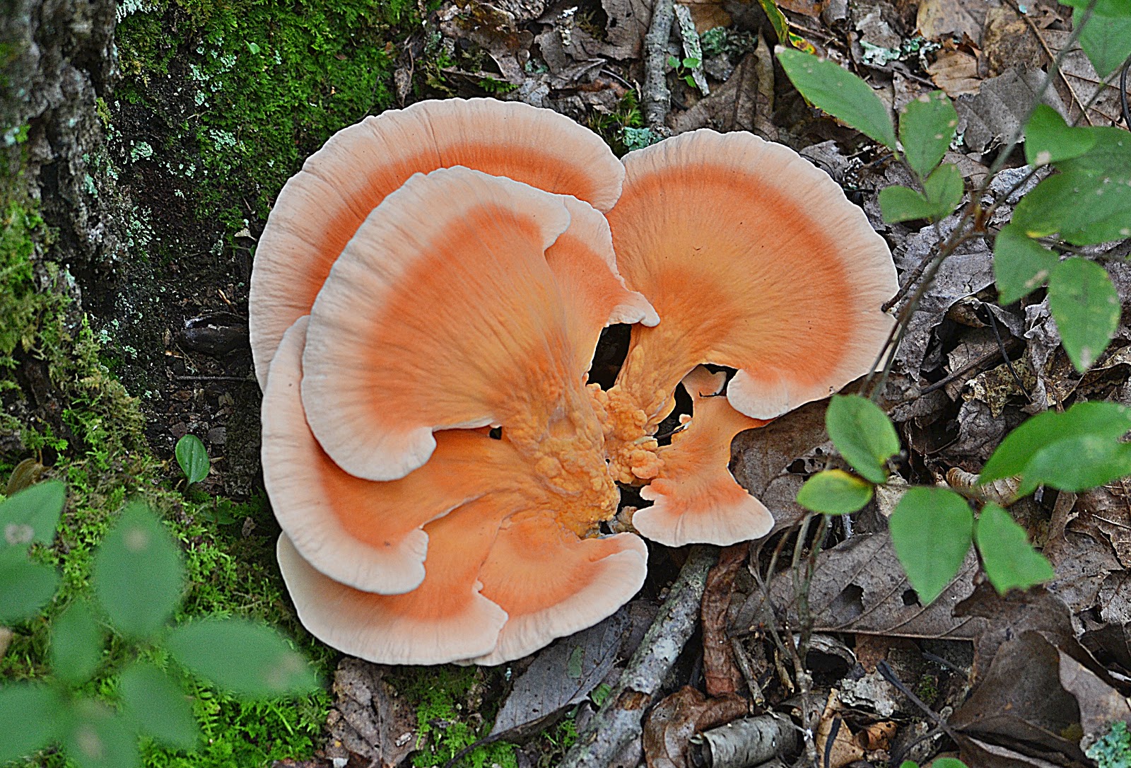 THE FOOD FREEDOM REVOLUTION: Taking Back Control Of Our Health: Chicken