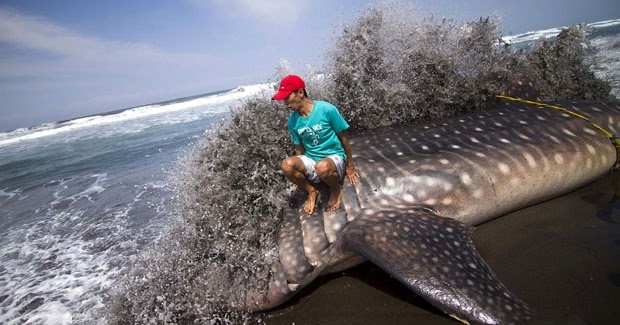 Gambar Ikan Paus Terdampar Di Bali - Koleksi Gambar HD