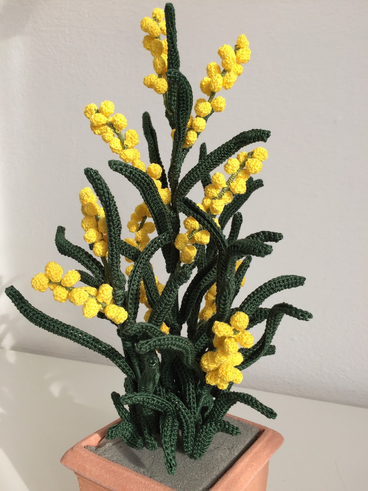foto mimosa fiore da foto mimosa fiore da