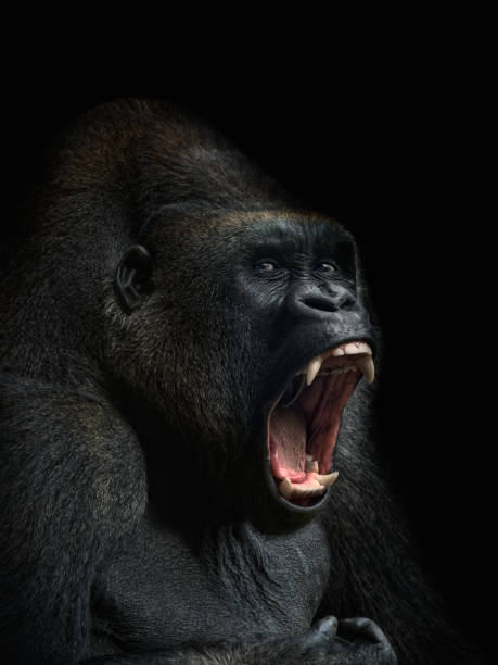 gorilla images