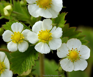 http://fotobabij.blogspot.com/2015/04/poziomka-lesna-fragaria-vesca-rugia.html