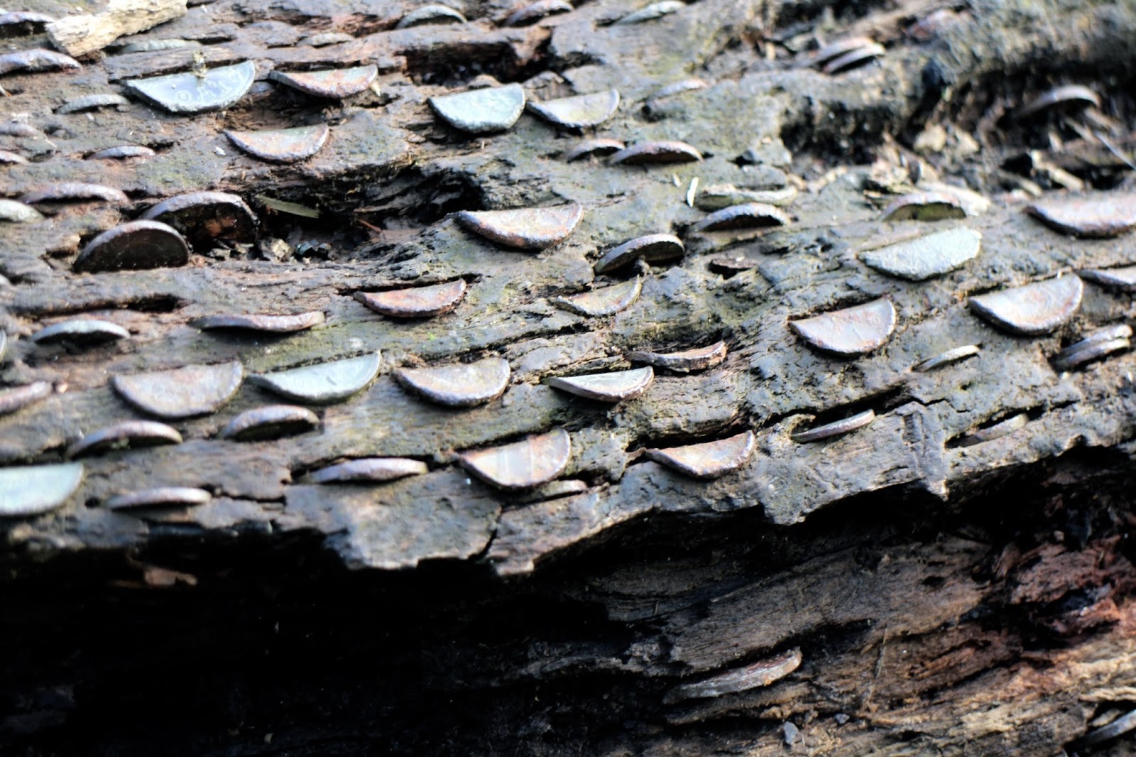 A close up of old coins pushed into fallen trees 