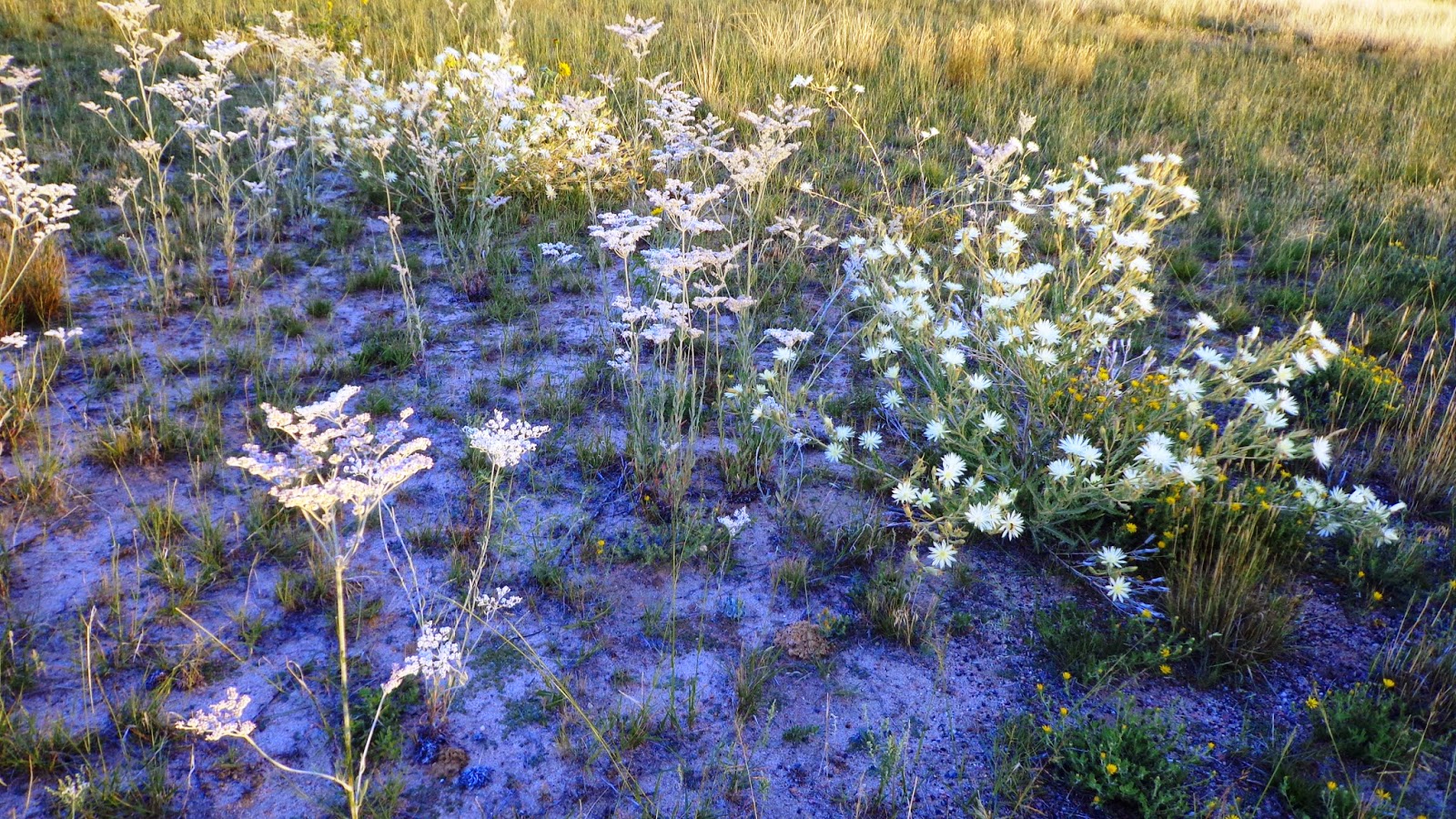 Prairiebreak An Alphabetarium of Sky island gems A celebration of