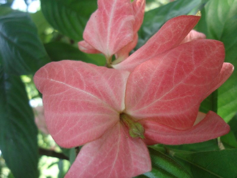 Kata Romantis Bunga Nusa Indah Merah Muda - Rumah Daun Muda