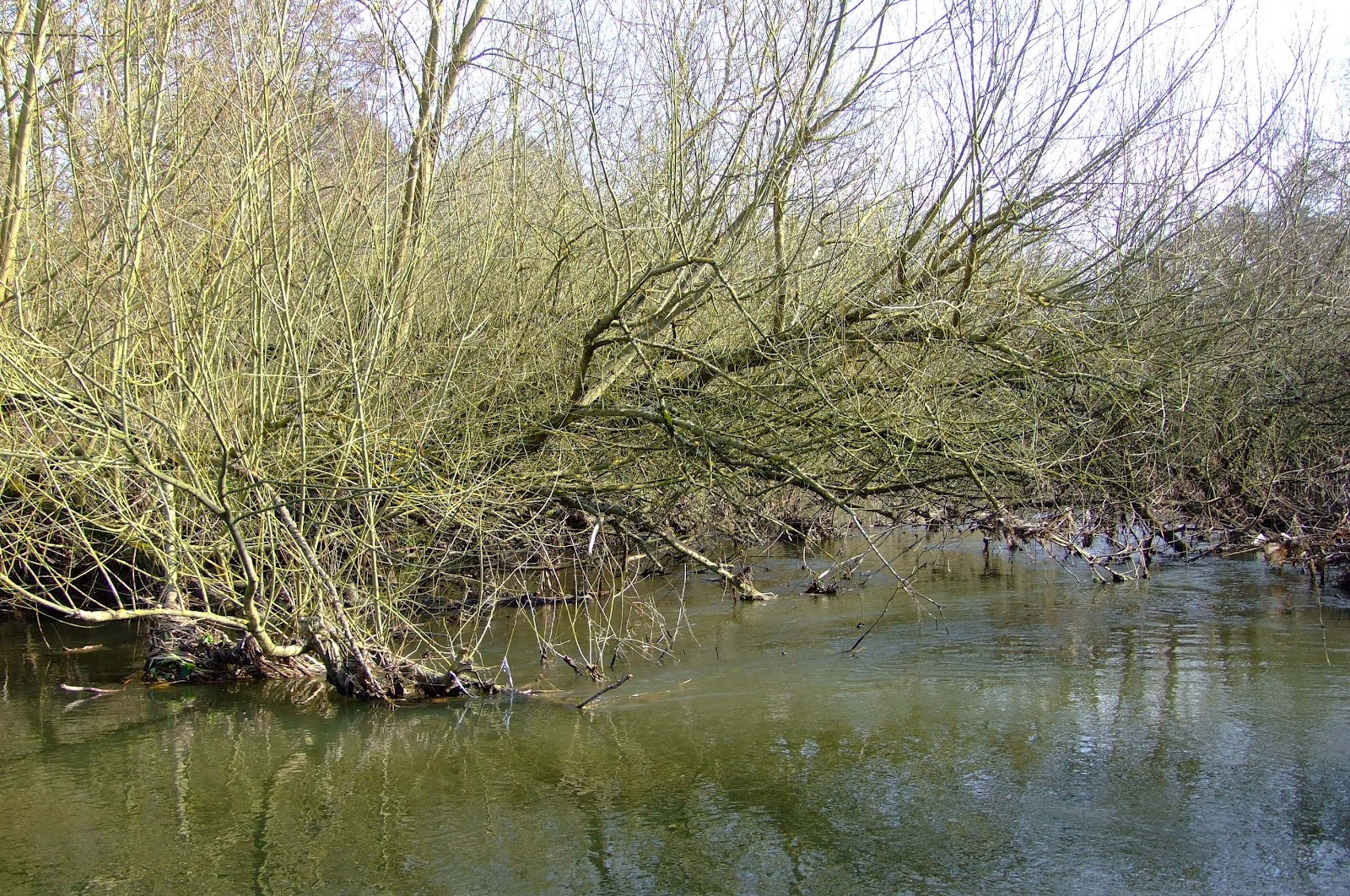 Canoeing and Kayaking on The River Strainers on the Southcote Loop