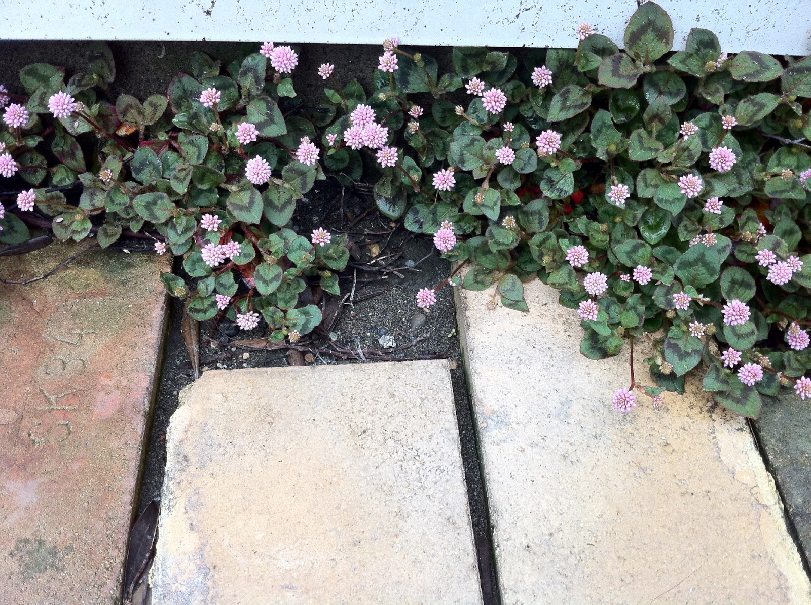 MinatoDesignBlog 海沿いのおうちカフェ 潮風、塩害に強い木、花、実