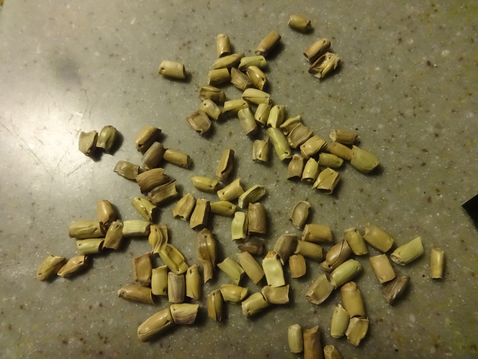 The Perennial Agriculturalist eastern gamagrass