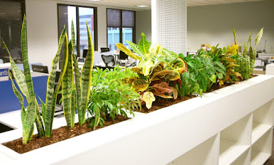 indoor office plants easy indoor office plants will change the look of your surroundings so much that you probably never want to leave work and go home office plants for touch greenery melbourne indoor office plants easy indoor office plants will change the look of your surroundings so much that you probably never want to leave work and go home office plants for touch greenery melbourne