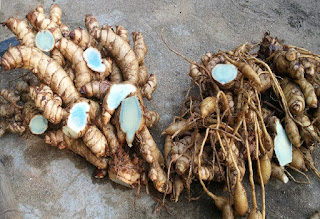 Manfaat Temu Ireng (Kunyit Hitam) atau Curcuma Aeruginosa