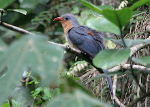 Red-billed Malkoha_2011