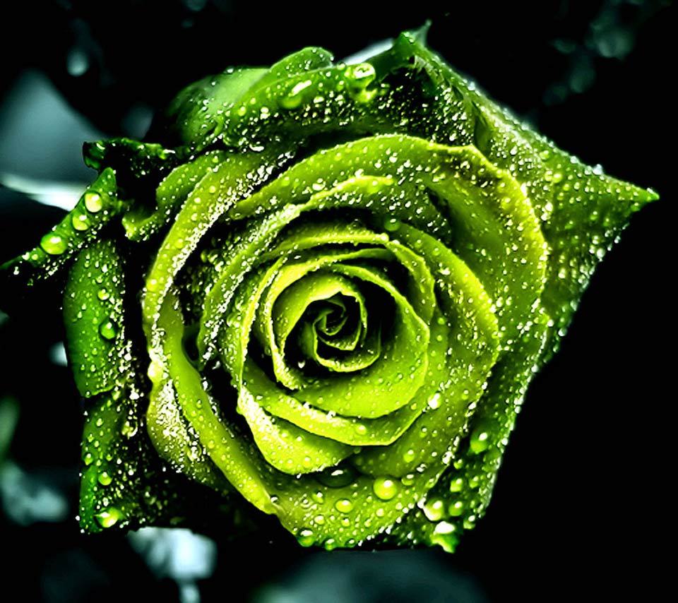 Rose Wallpaper: Green Rose HD Wallpaper Download Free
