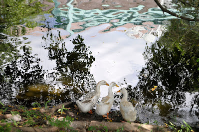 3 white duck at the pond in hot summer's day