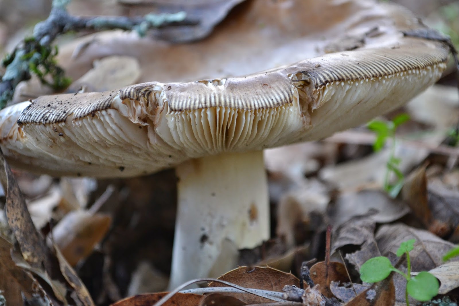 Mountains and Valleys Mushroom Hunting in Nevada County Part One Gateway Park