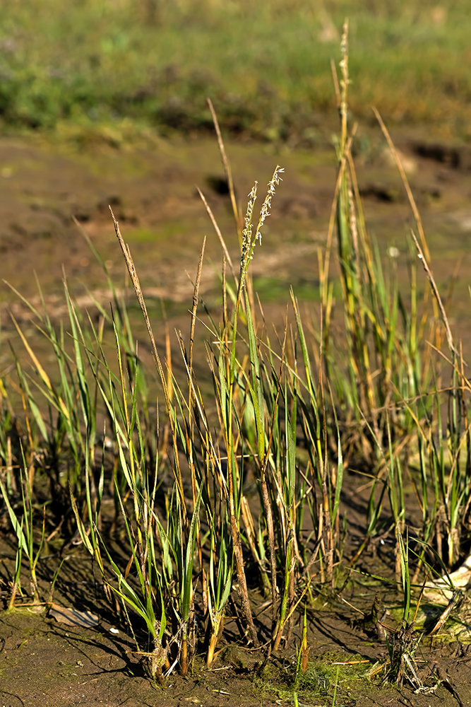 Flores y Paisajes de Asturias Spartina maritima