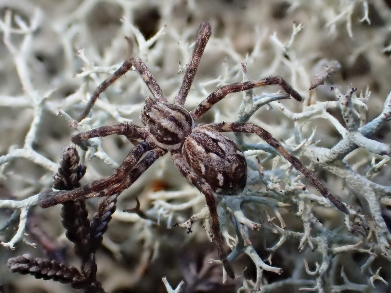 Rarest Spider In The World