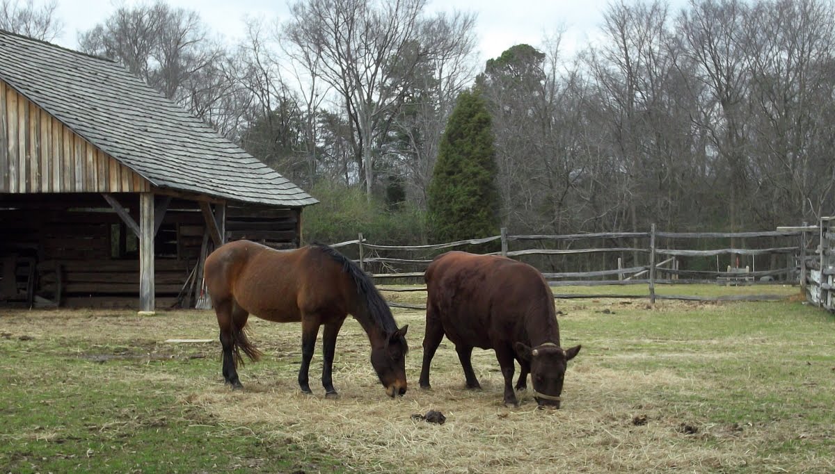 my Thoughts in Text: Educational outing: Carolina Raptor Center / Latta ...