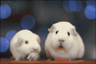 1524548241431.gif