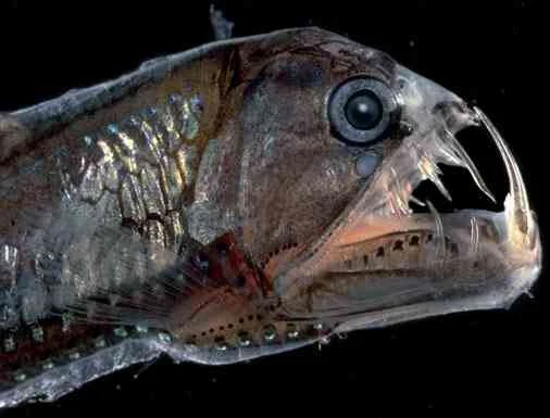 viperfish-السمكة-الافعى