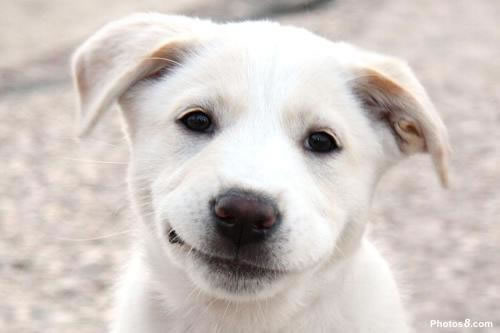 10 Gambar Haiwan Senyum Unikversiti Anjing Kuda