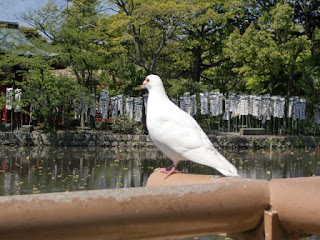 鶴岡八幡宮の白鳩