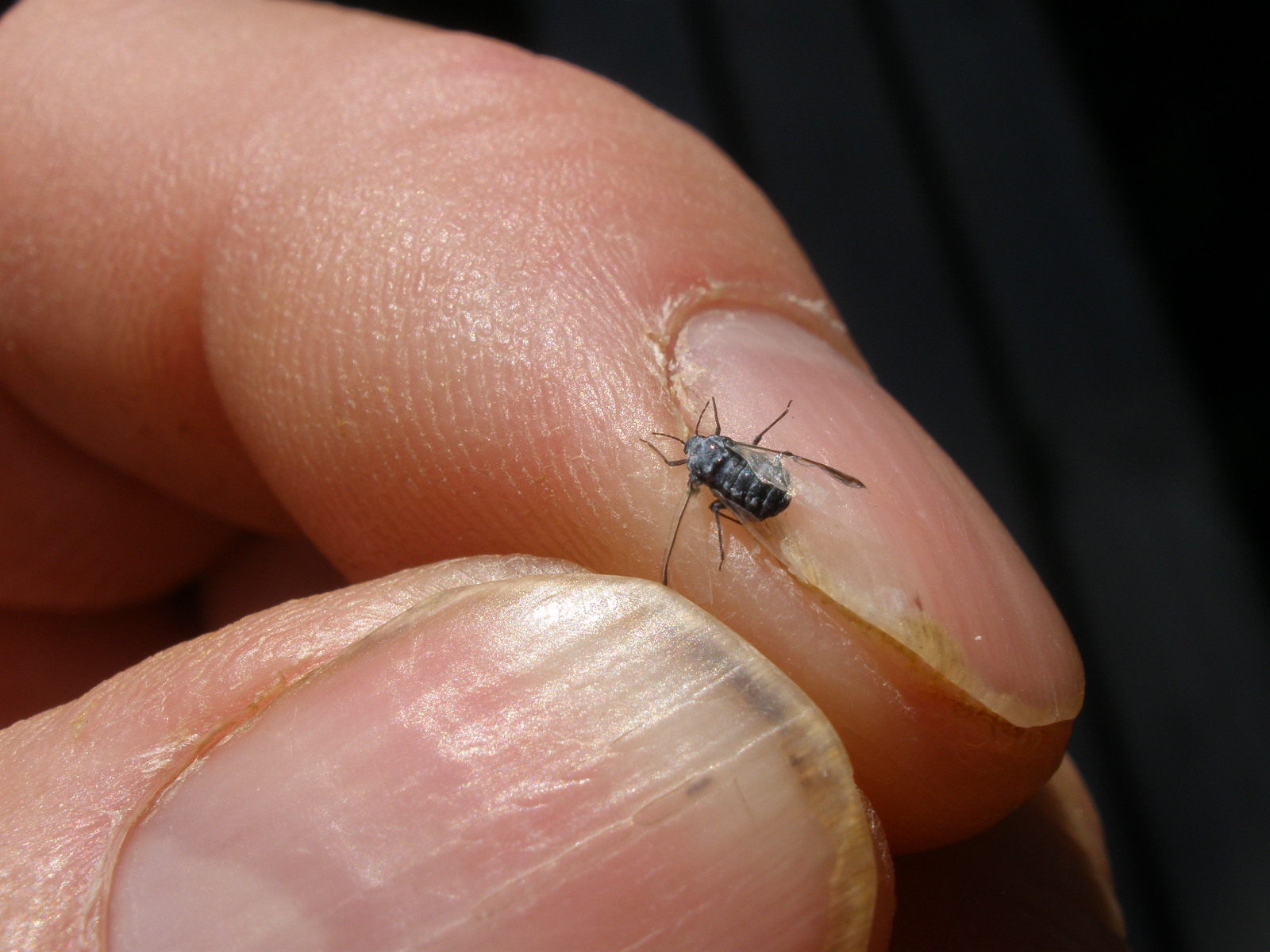 Bow Narrows Camp Blog on Red Lake Ontario: Gulls catch tiny blue flies