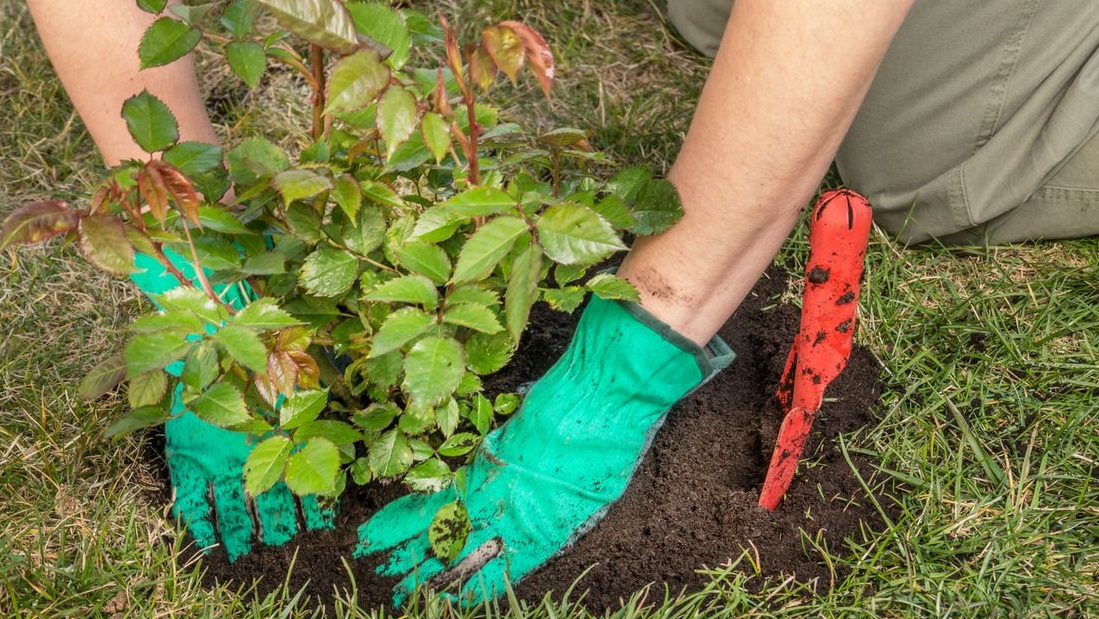 tips that you should know when you are planting roses 101 Gardening