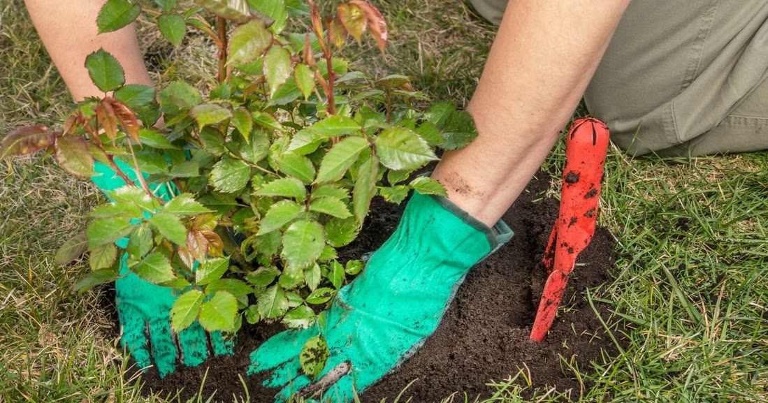 tips that you should know when you are planting roses 101 Gardening