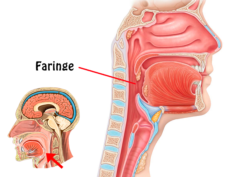 Anatomía de la Faringe