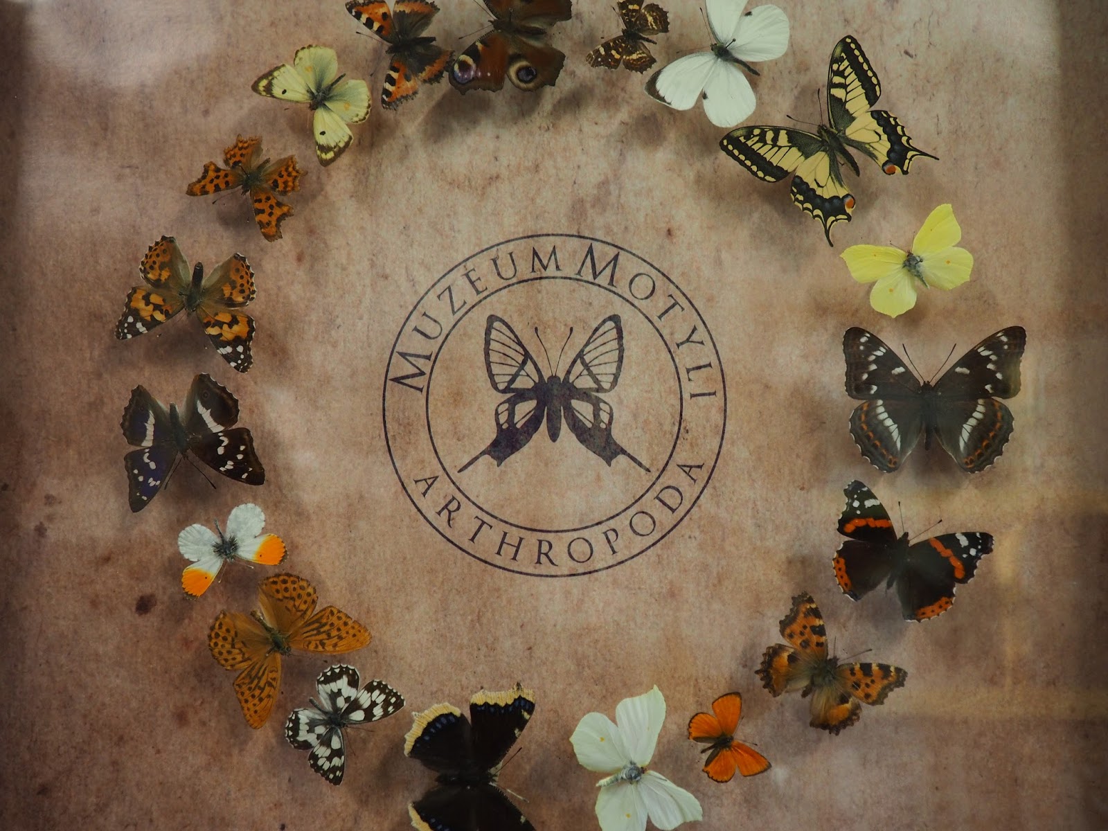 Napisz Tekst W Którym Zachęcisz Do Obejrzenia Muzeum Motyli Muzeum Motyli