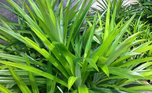 6 Manfaat Serat Daun Pandan Untuk Kerajinan Tangan