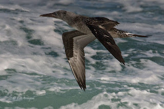 Alcatraz atlántico, Morus bassanus, Northern Gannet