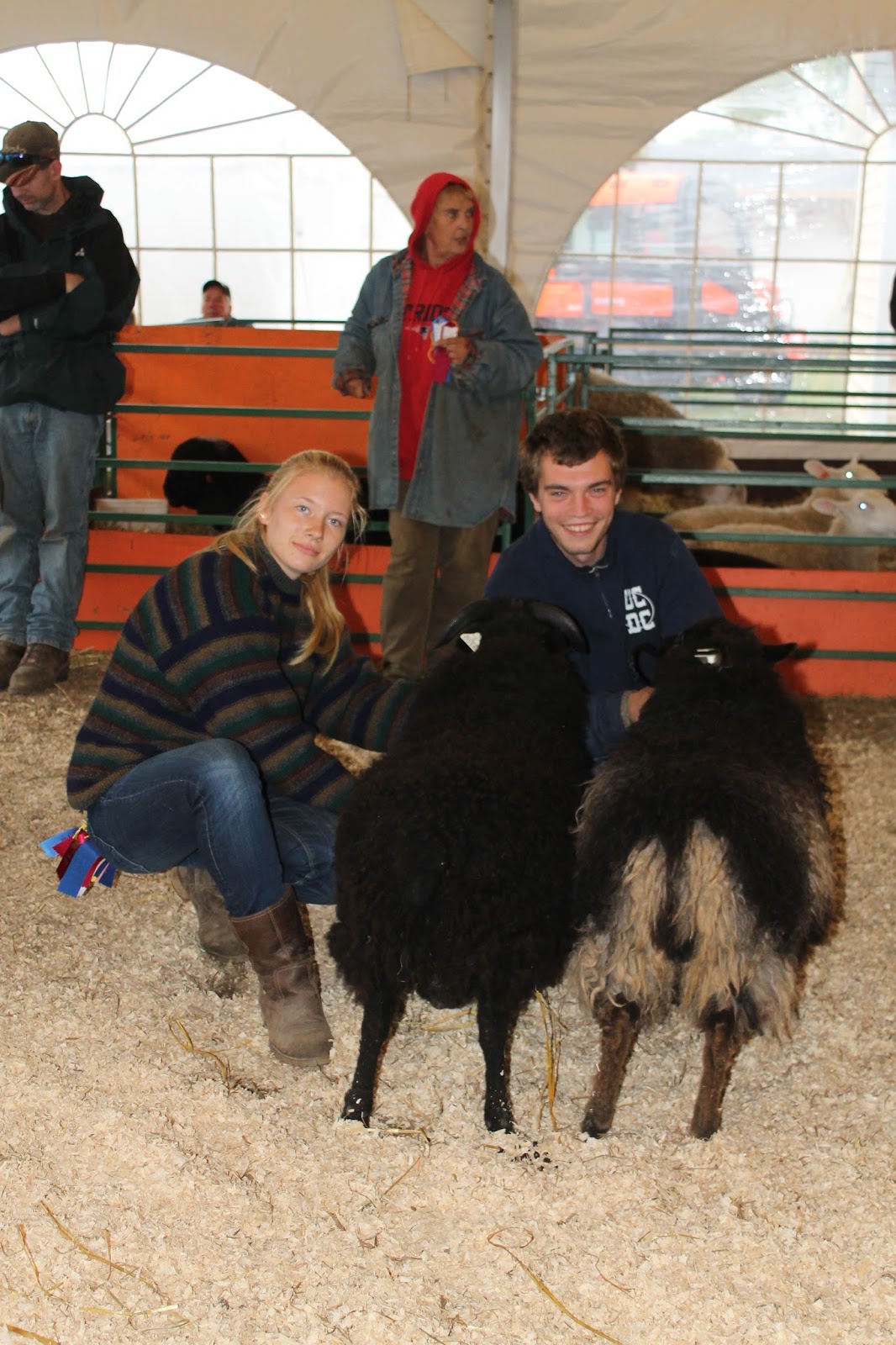 Wild Air Shetlands Show Season and Sheep for Sale