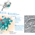 Organela sel : Aparatus golgi, Lisosom dan Vakuola