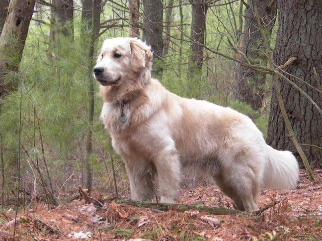 Golden gun dog