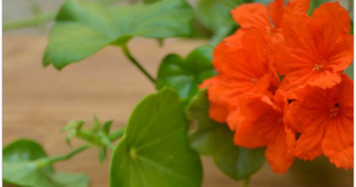 5 Top Benefits Of Mayonnaise Hair Treatment For Hair Growth, Head Lice