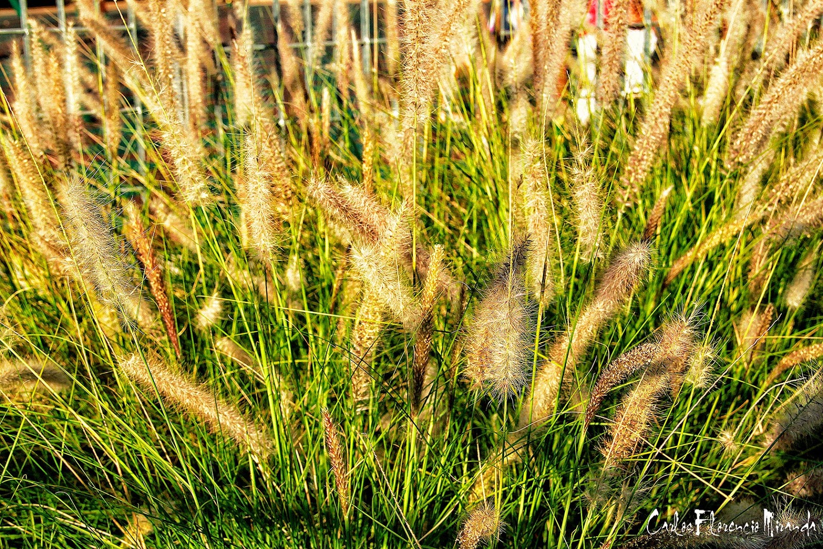 Plantas FOTOS SIN PORQUE