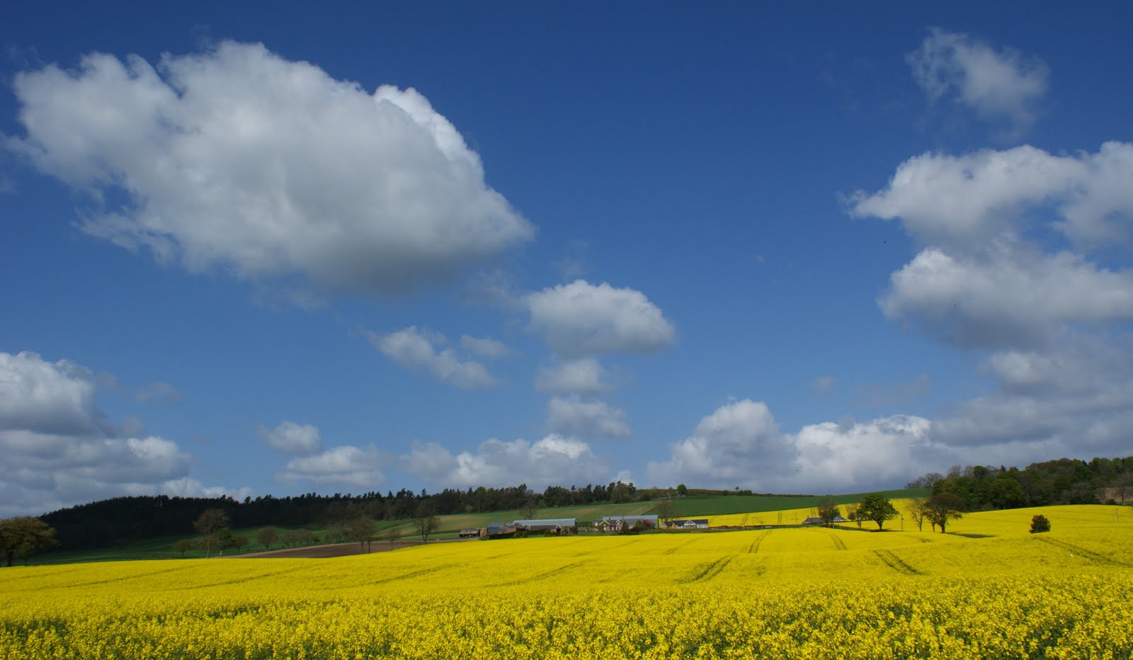 Tour Scotland Tour Scotland Photograph Yellow Fields 26th April
