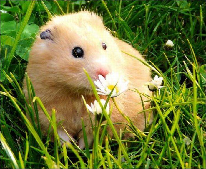 Hamster comel dengan bunga - bungaan