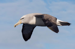 flight camera birds settings ergonomics