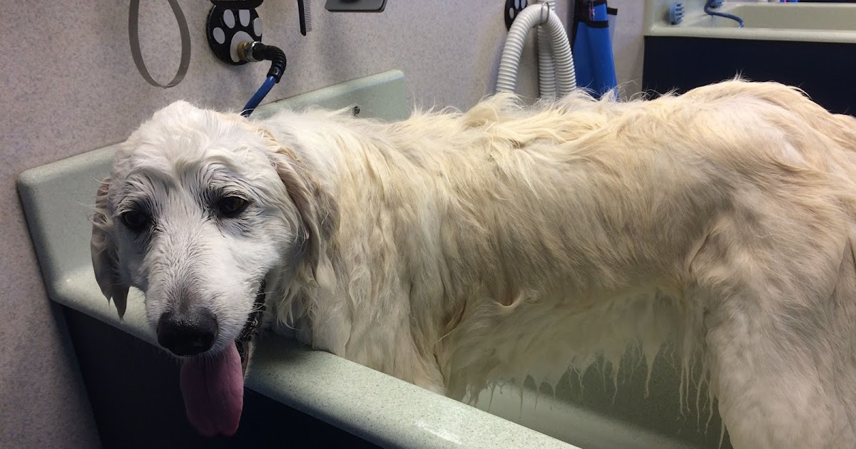 Great Pyrenees Rescue Society News and Events Grooming Tips