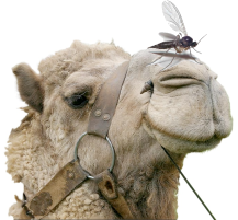 Seek To Know The Truth: Camels, Gnats, and the Importance ...